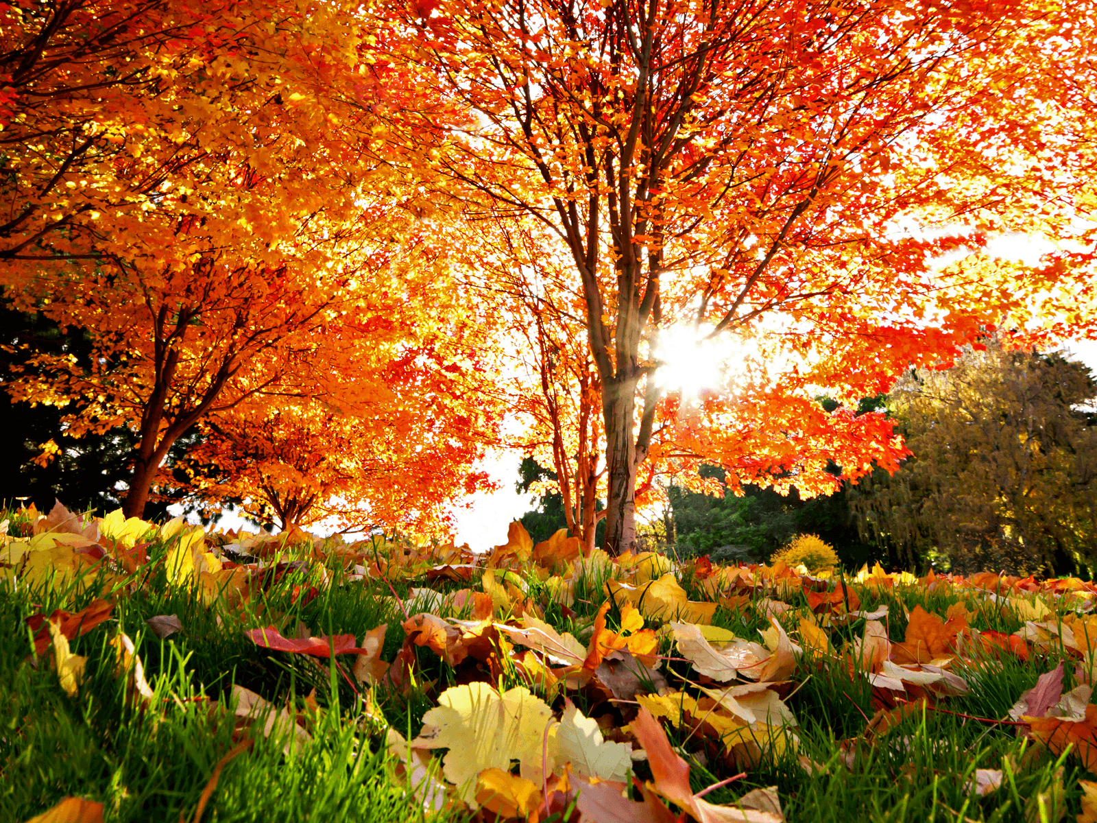 Anime Autumn Wallpaper