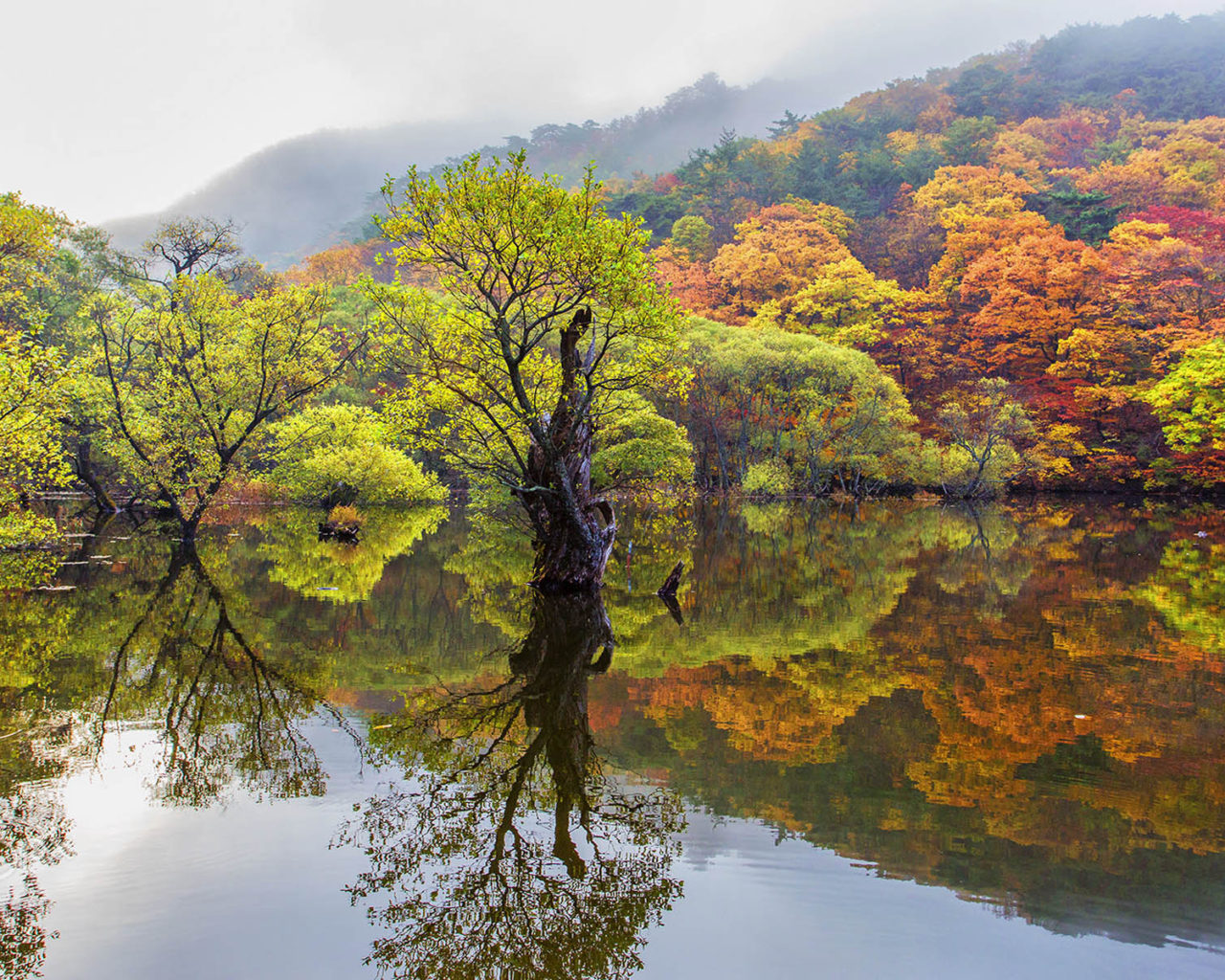 Autumn Trees With Autumn Leaves Reflection In Water Cheongsong South Korea Landscape Photography Ultra HD Wallpaper For Desktop Mobile Phones Tablet And Laptops, Wallpaper13.com