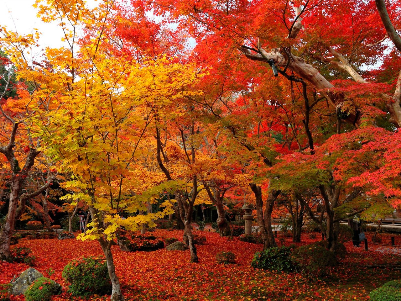 Red And Yellow Maple Enkoji Temple Autumn Wallpaper