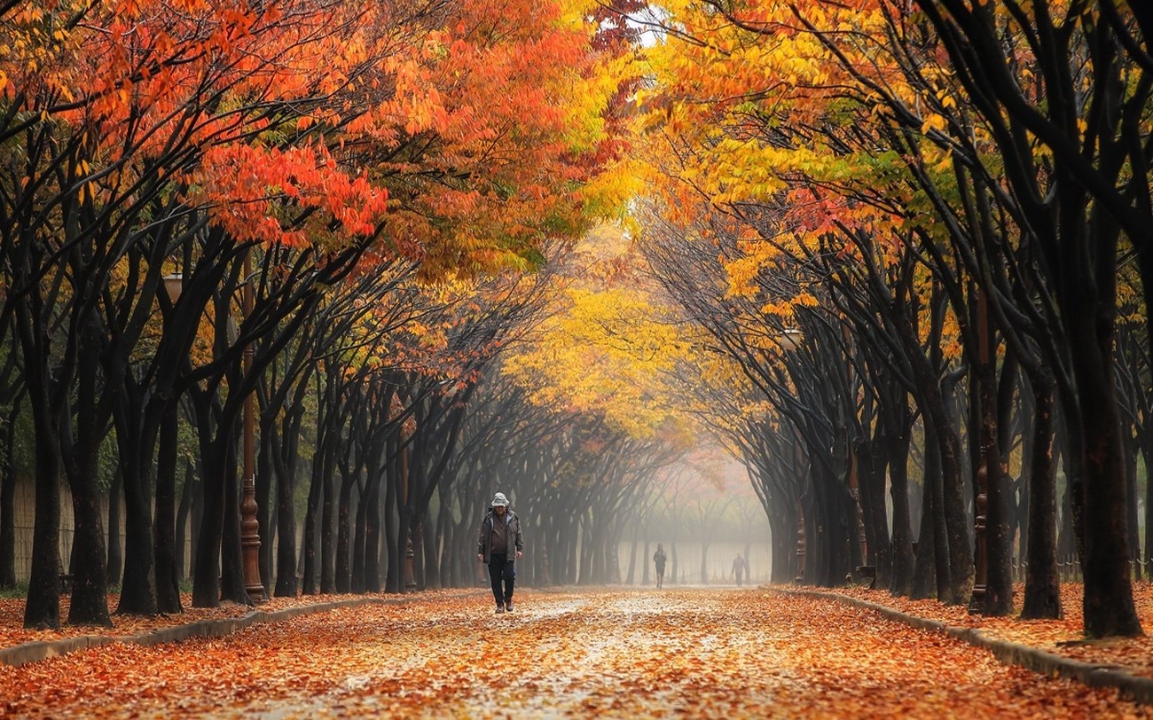 Wallpaper, sunlight, trees, landscape, colorful, forest, fall, leaves, people, street, nature, park, morning, mist, South Korea, tunnel, tree, autumn, leaf, season, woodland, habitat, natural environment, atmospheric phenomenon, woody plant, deciduous