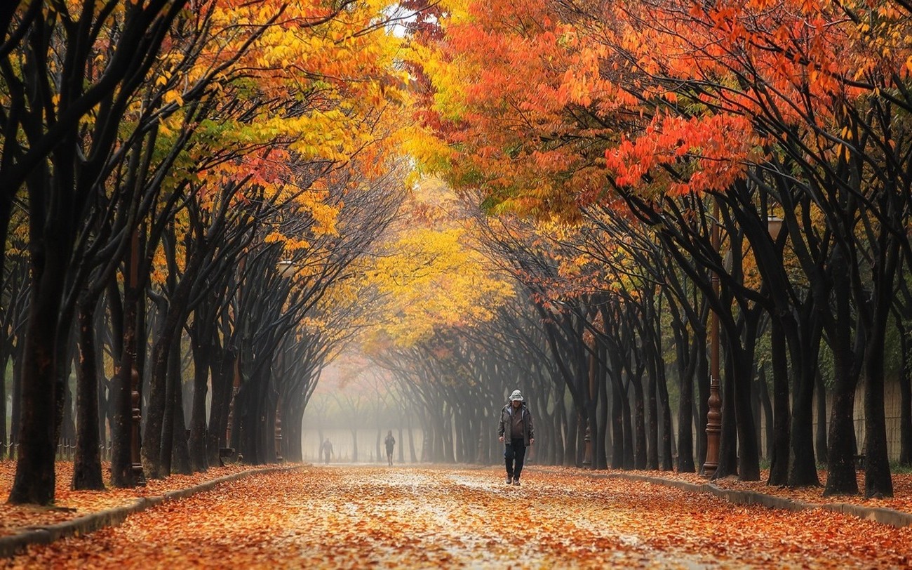 nature, Landscape, Colorful, Leaves, Street, South Korea, Park, Trees, Mist, People, Fall, Tunnel Wallpaper HD / Desktop and Mobile Background