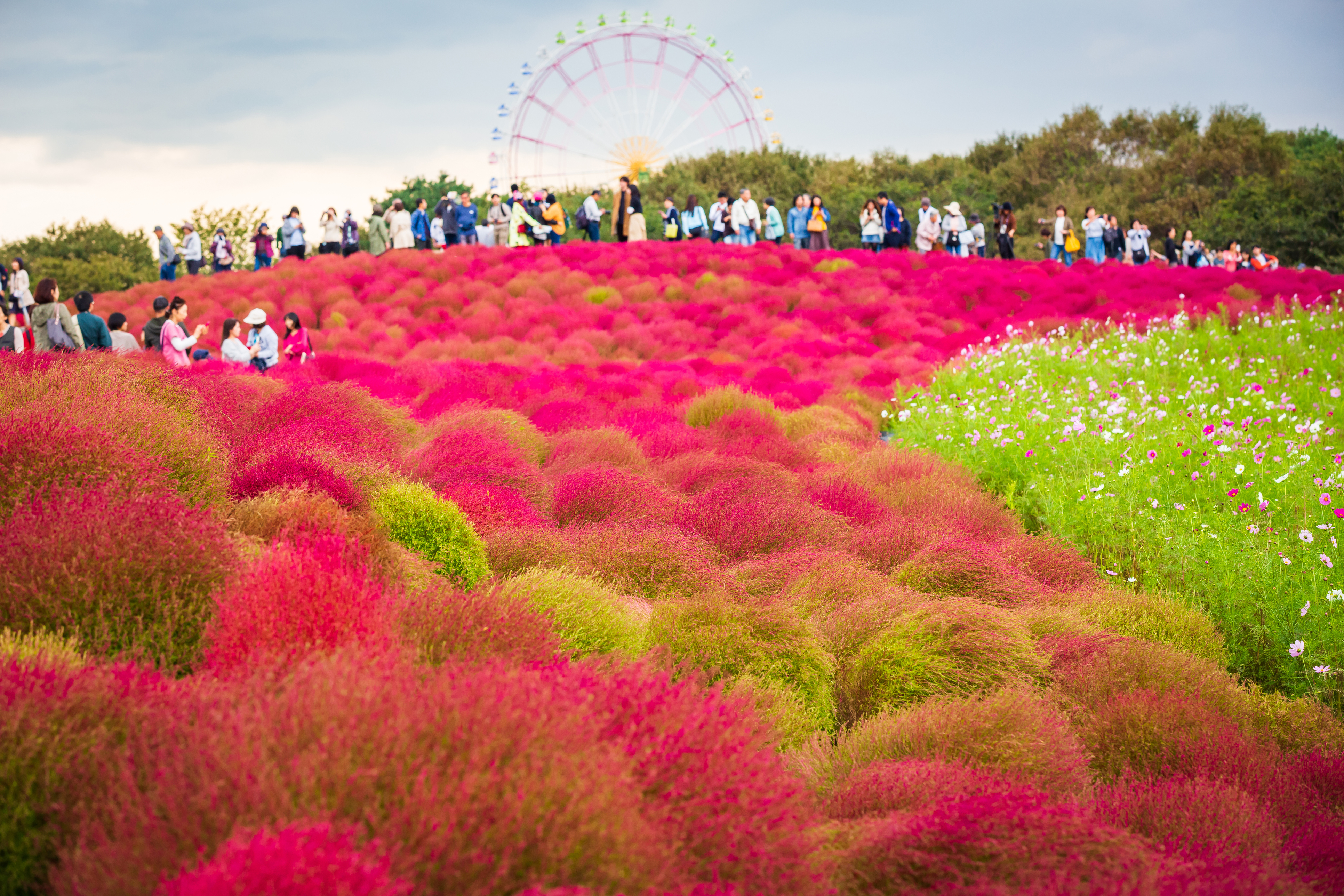 Japan Fall Flowers: Chrysanthemums, Roses, Cosmos and More
