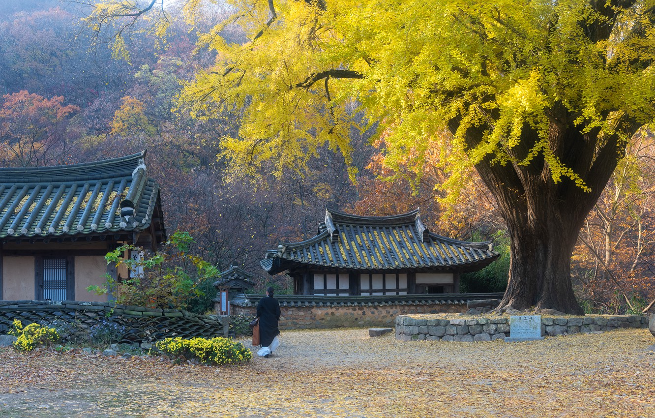 Wallpaper autumn, trees, landscape, nature, woman, home, South Korea image for desktop, section пейзажи