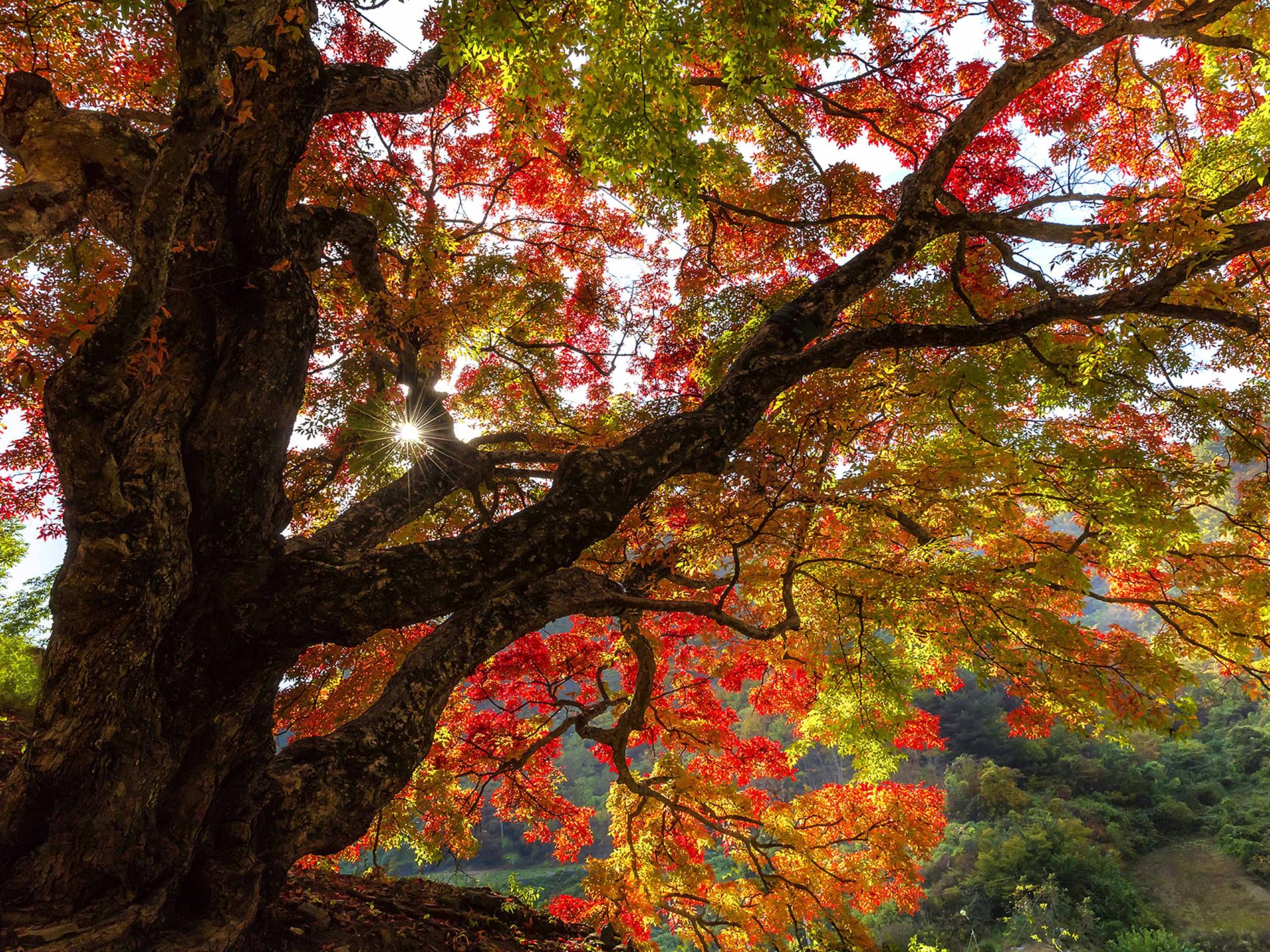 Landscapes Photography Autumn Old Wood Red Leaves Inje South Korea Desktop HD Wallpaper For Pc Tablet And Mobile, Wallpaper13.com