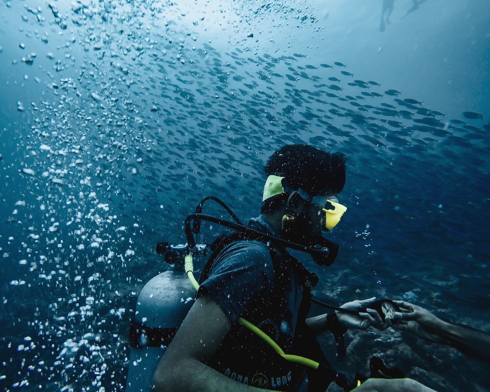 scuba divers beside fish photo