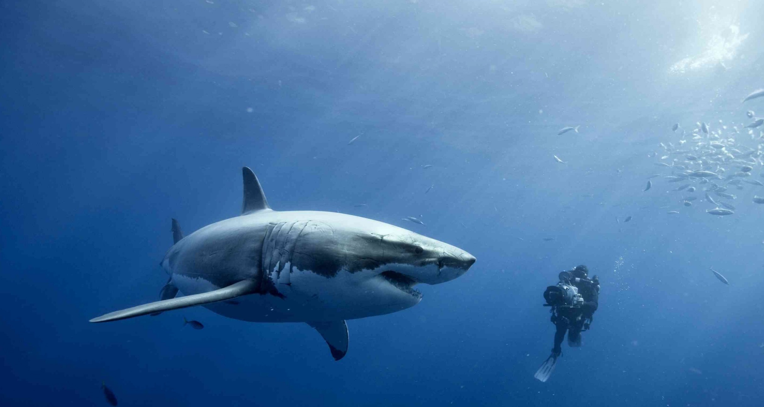 Scuba Diving Wallpaper