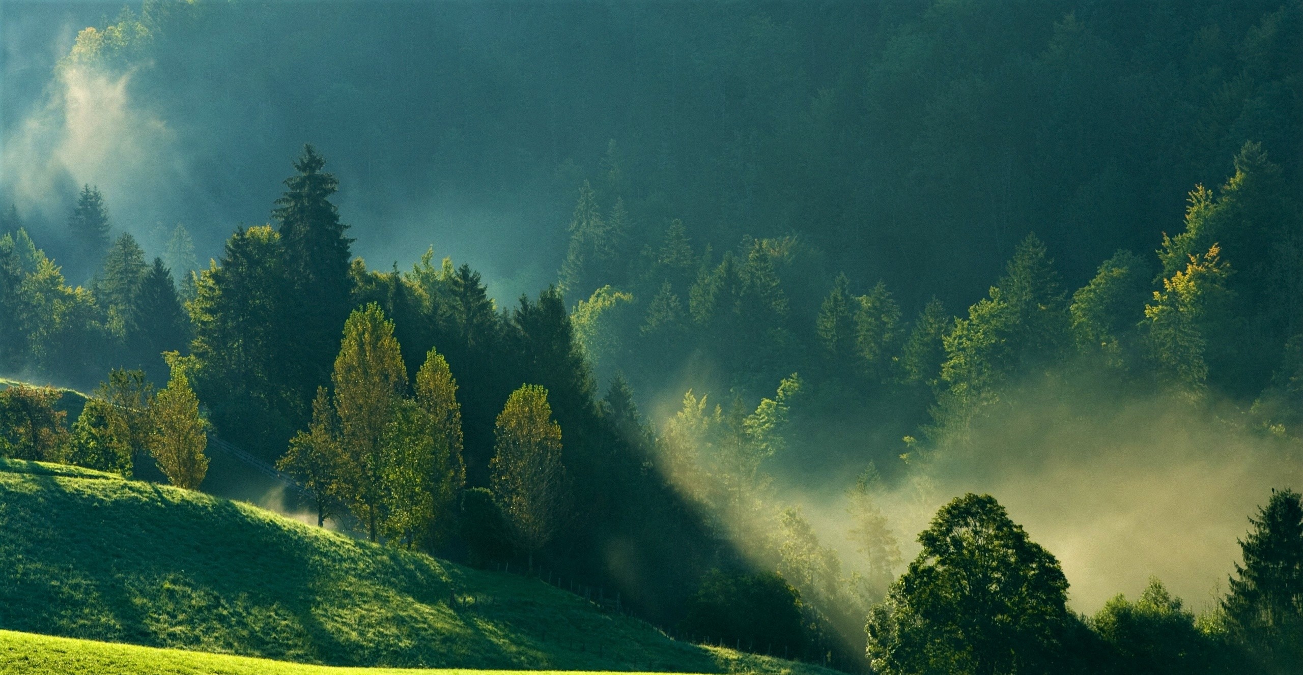 Misty Mountain Forest HD Wallpaper
