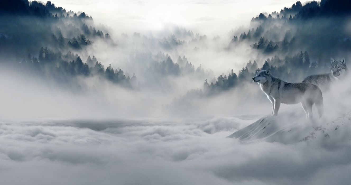 Fog foggy hazy mist misty mountain murky nature snow snow wolves trees wolves wallpaperx2160