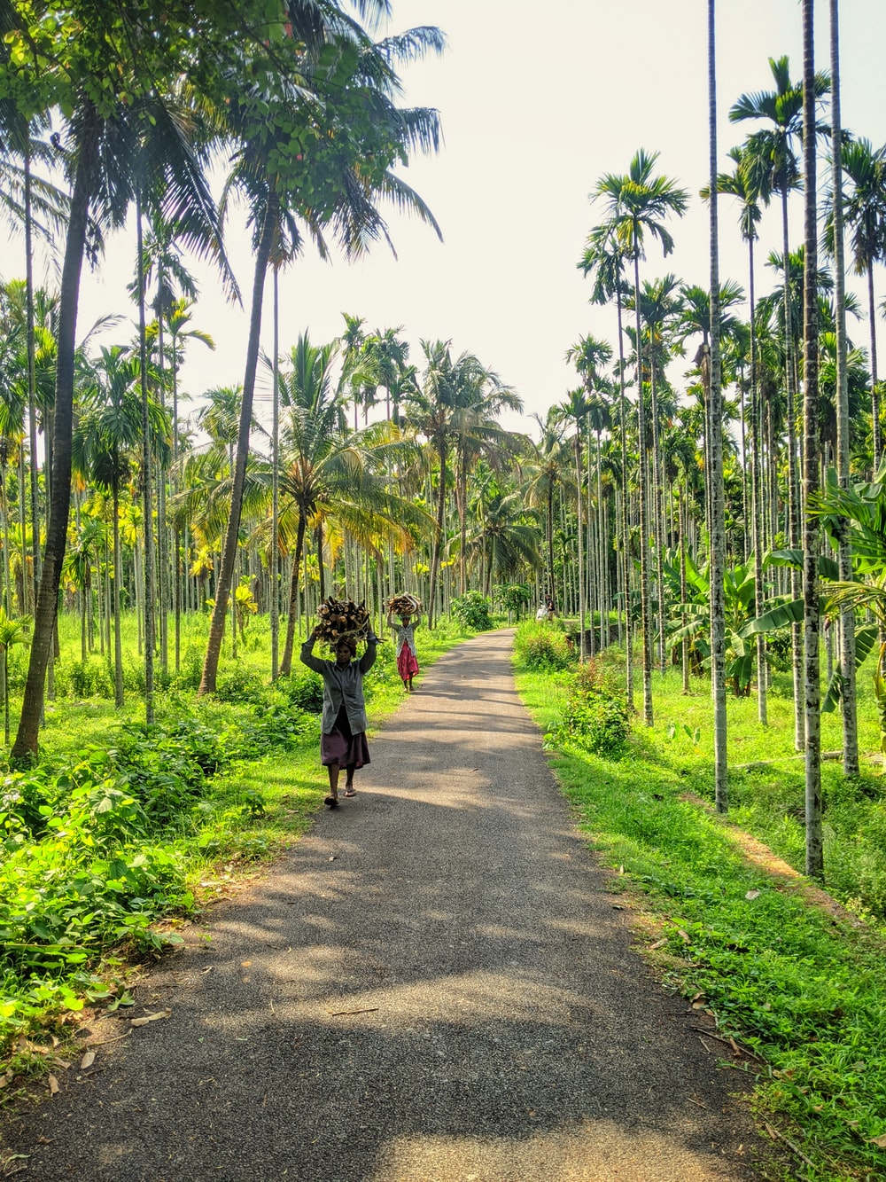 Beauty Of Kerala Picture. Download Free Image