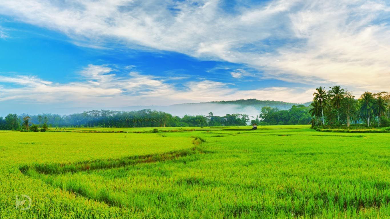 Kerala image and wallpaper high definition. Field wallpaper, Green fields, Green landscape