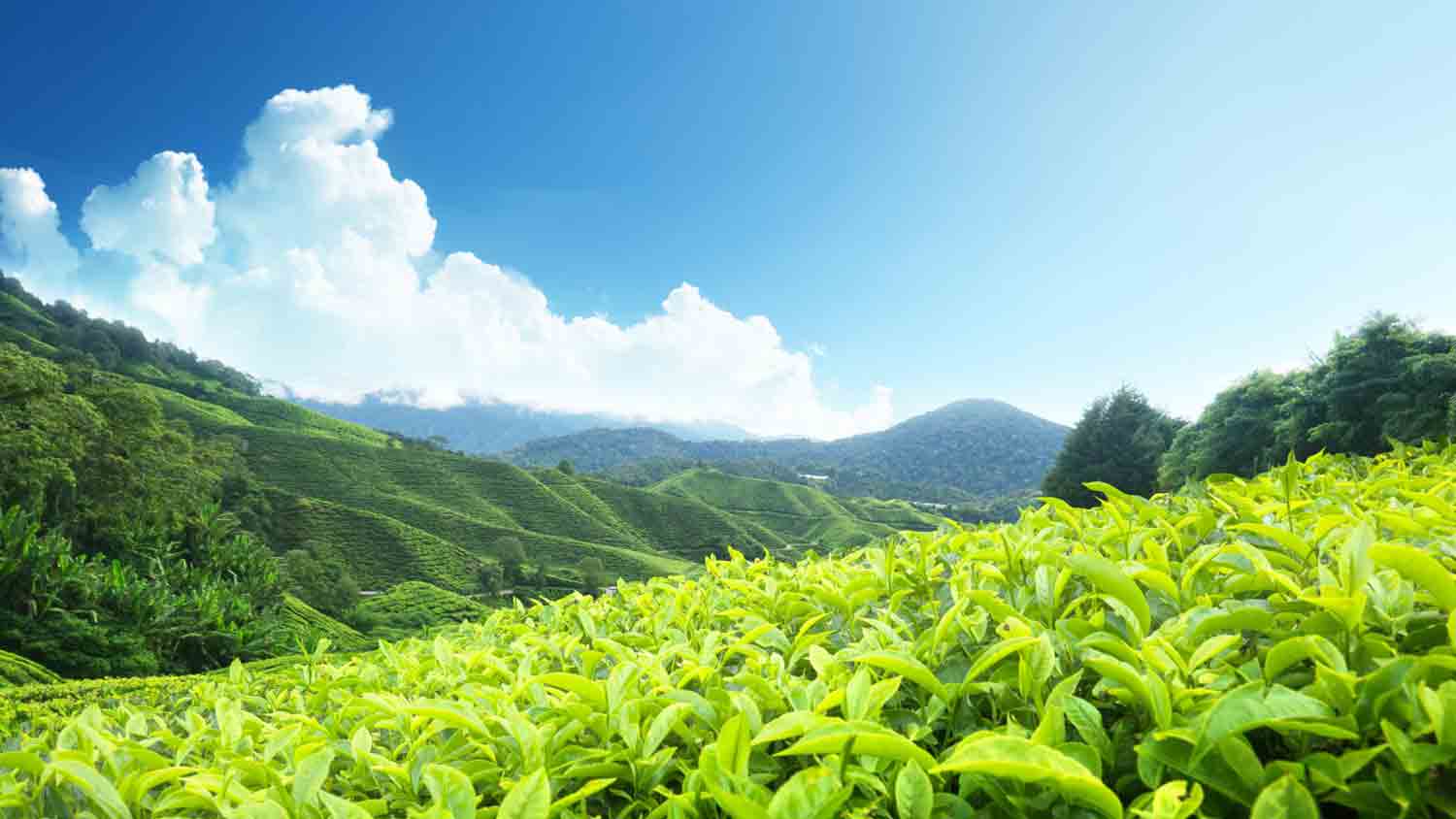Hill Station FREE Picture