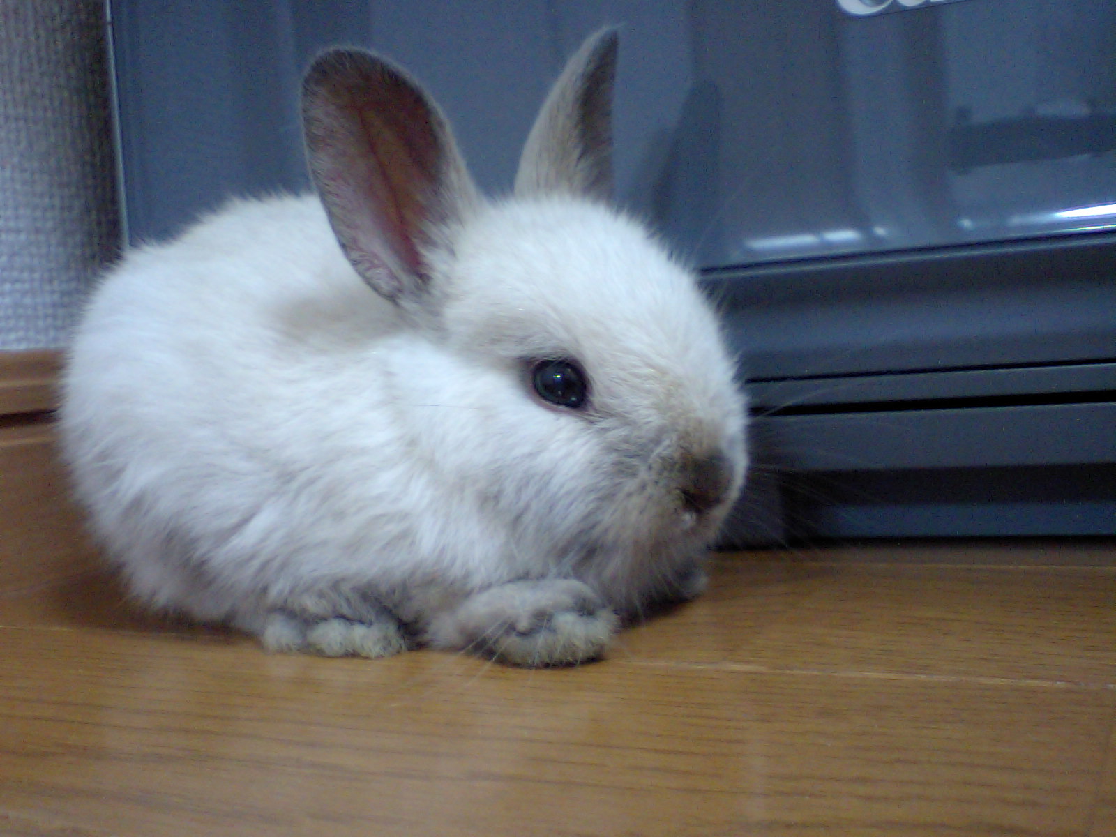 Dwarf rabbit