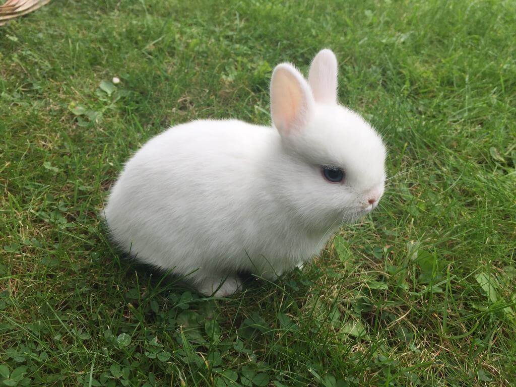 Netherland Dwarf Rabbit: A Complete Guide About Tiny Breed
