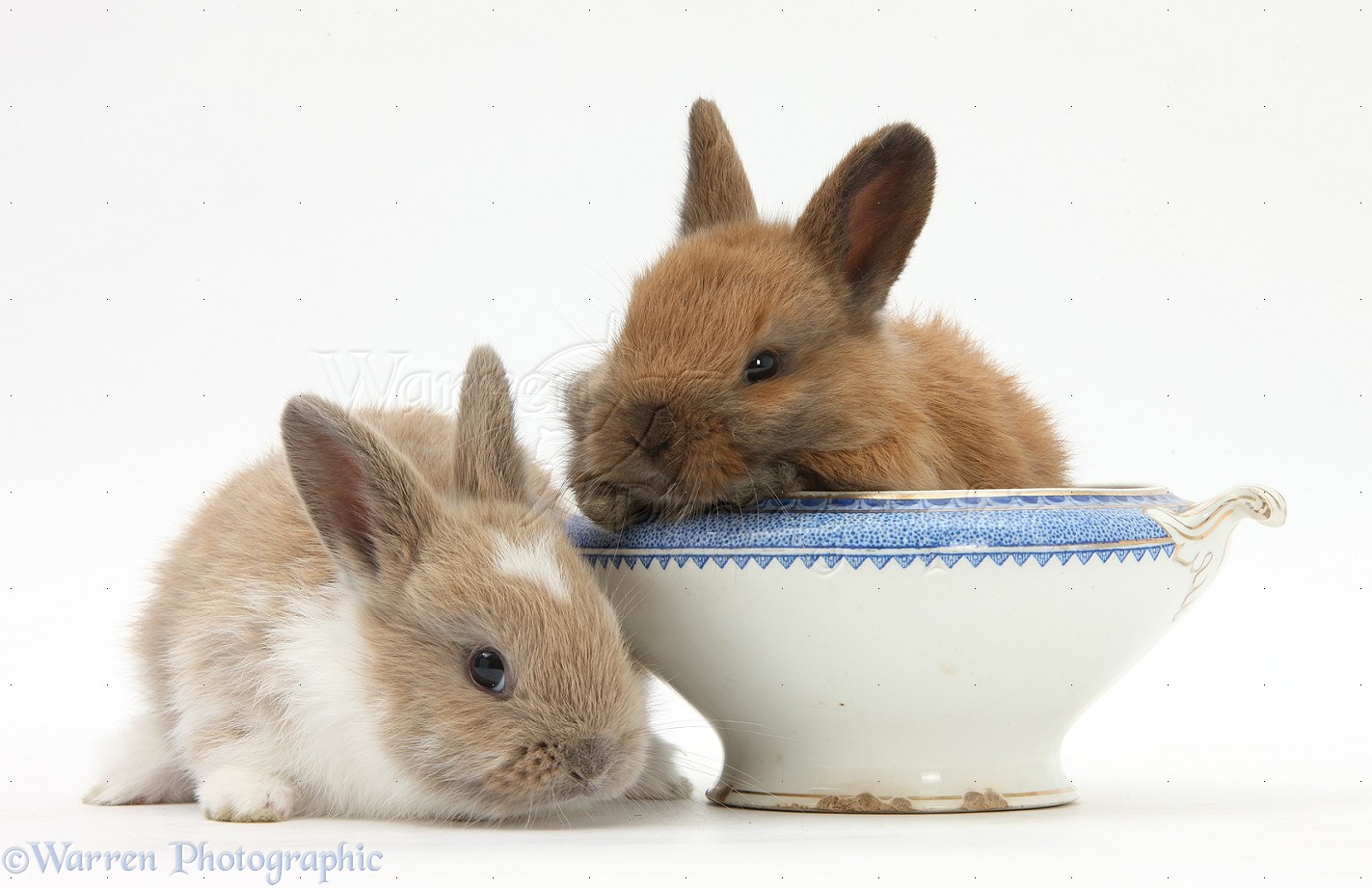 Baby Netherland Dwarf Cross Rabbits And China Bowl Photo WP32807