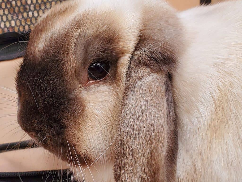 The Holland Lop Bunny Buyer's Guide: Holland Lop Rabbit Cost
