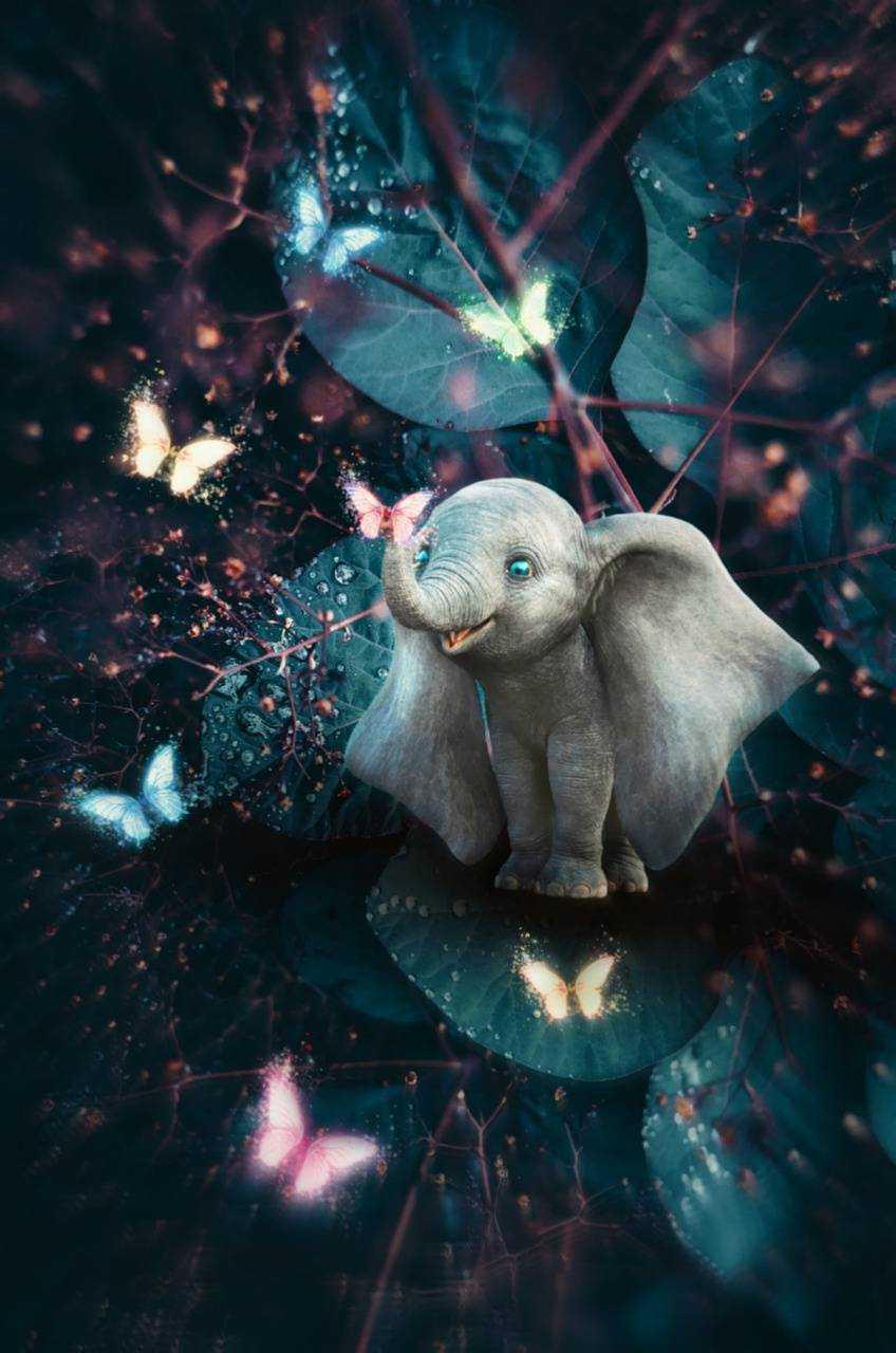 Baby Elephant Wallpaper Free HD Wallpaper