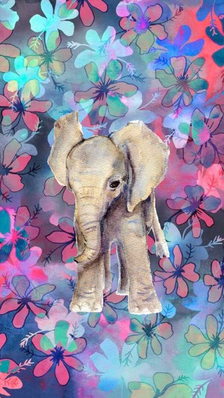 iPhone Elephant Wallpaper Free HD Wallpaper