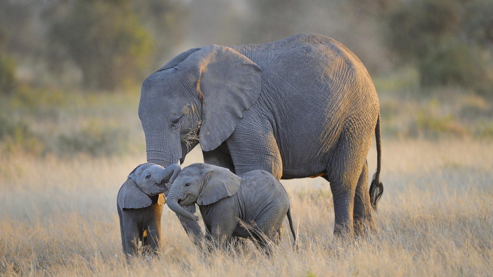 Elephant And Baby HD