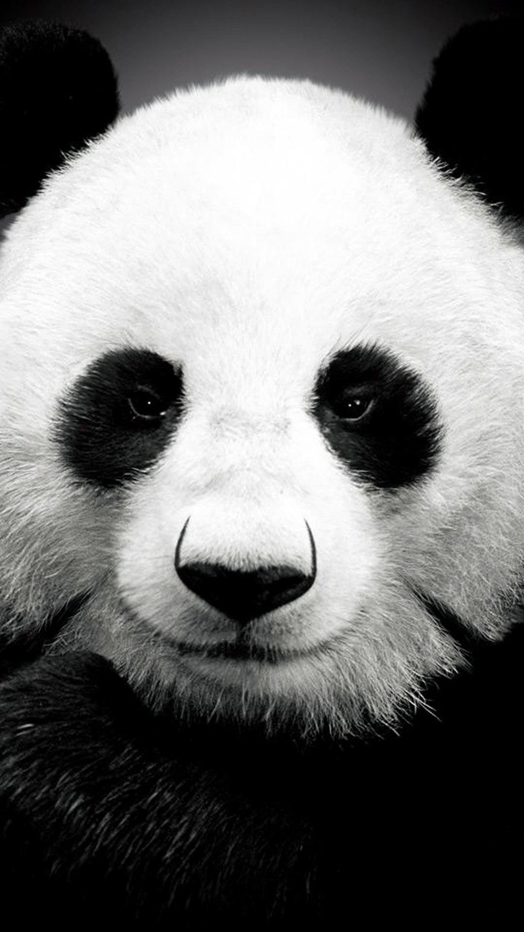 Panda Bear Face Wallpaper Black And White