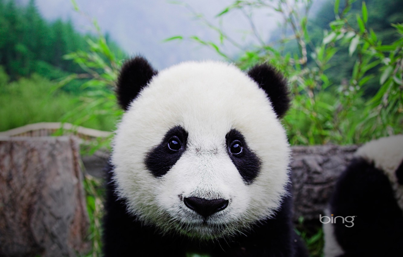 Wallpaper Bear, Panda, Face image for desktop, section животные