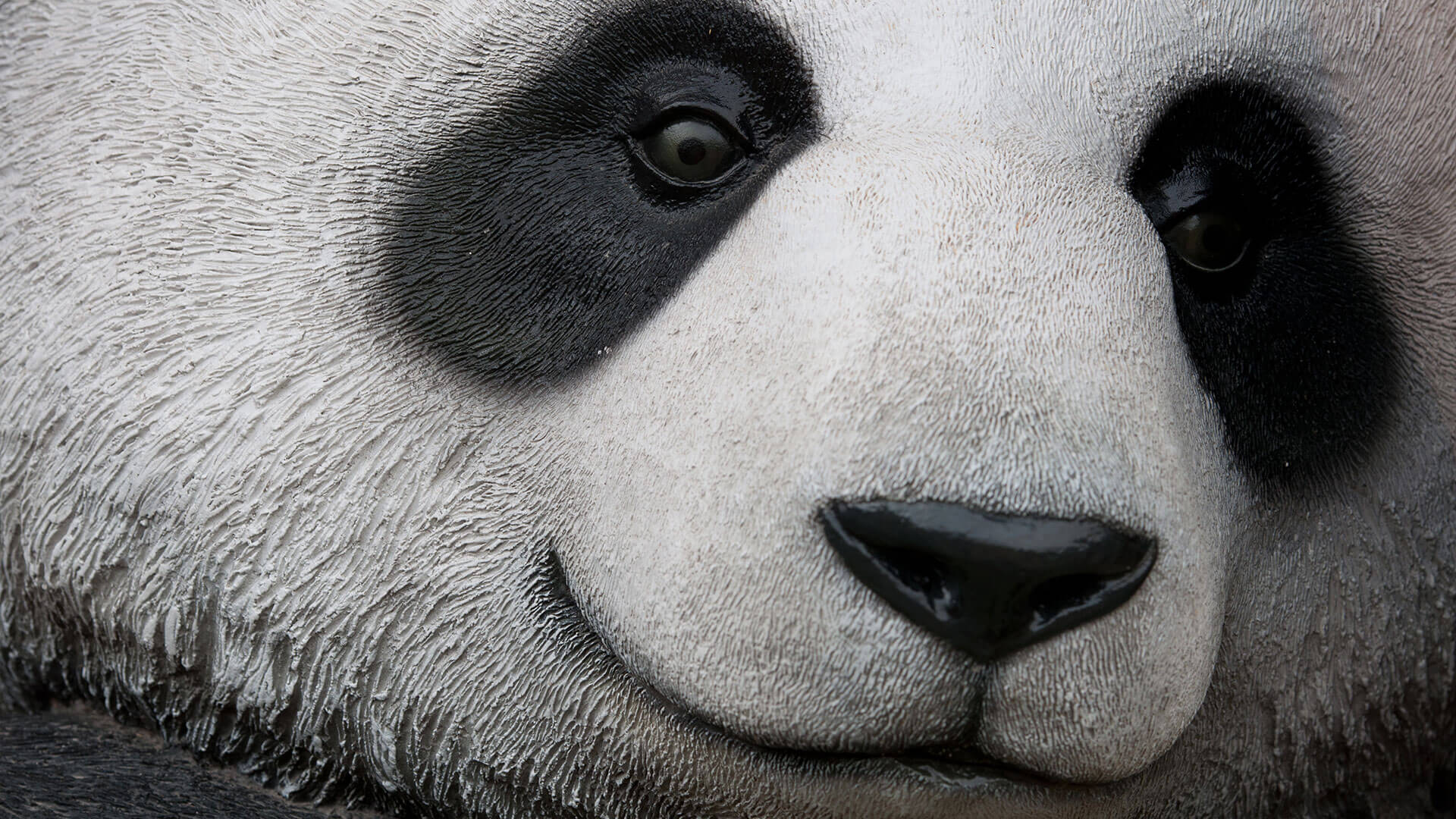 Panda Face Ss Up Picture Of Panda