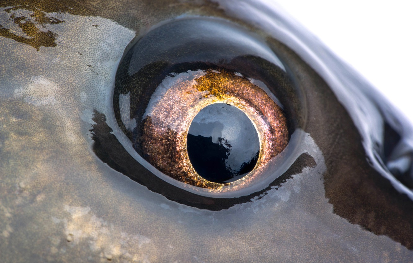 Fish Eye Wallpapers - Wallpaper Cave