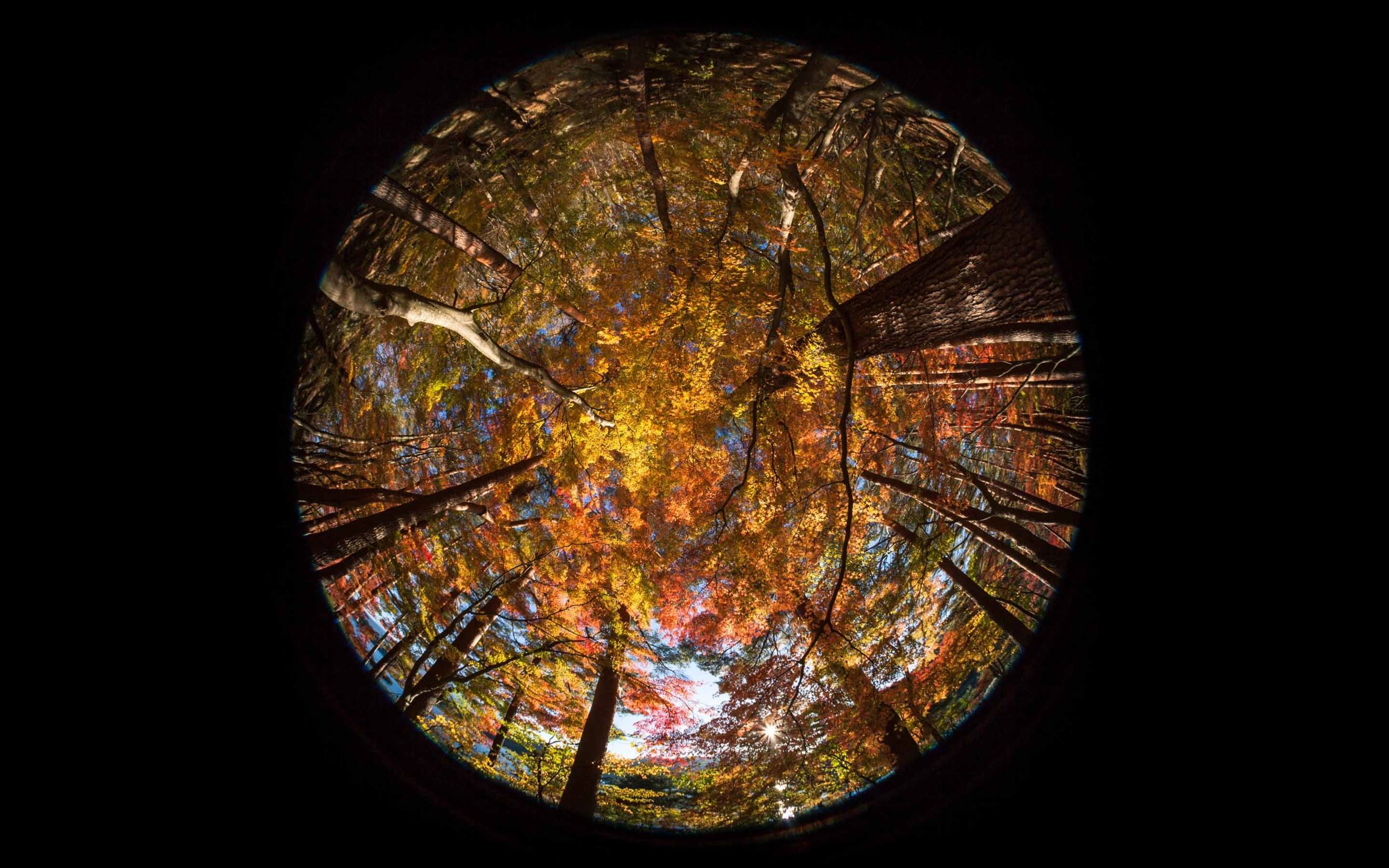 Fish Eye Wallpapers - Wallpaper Cave