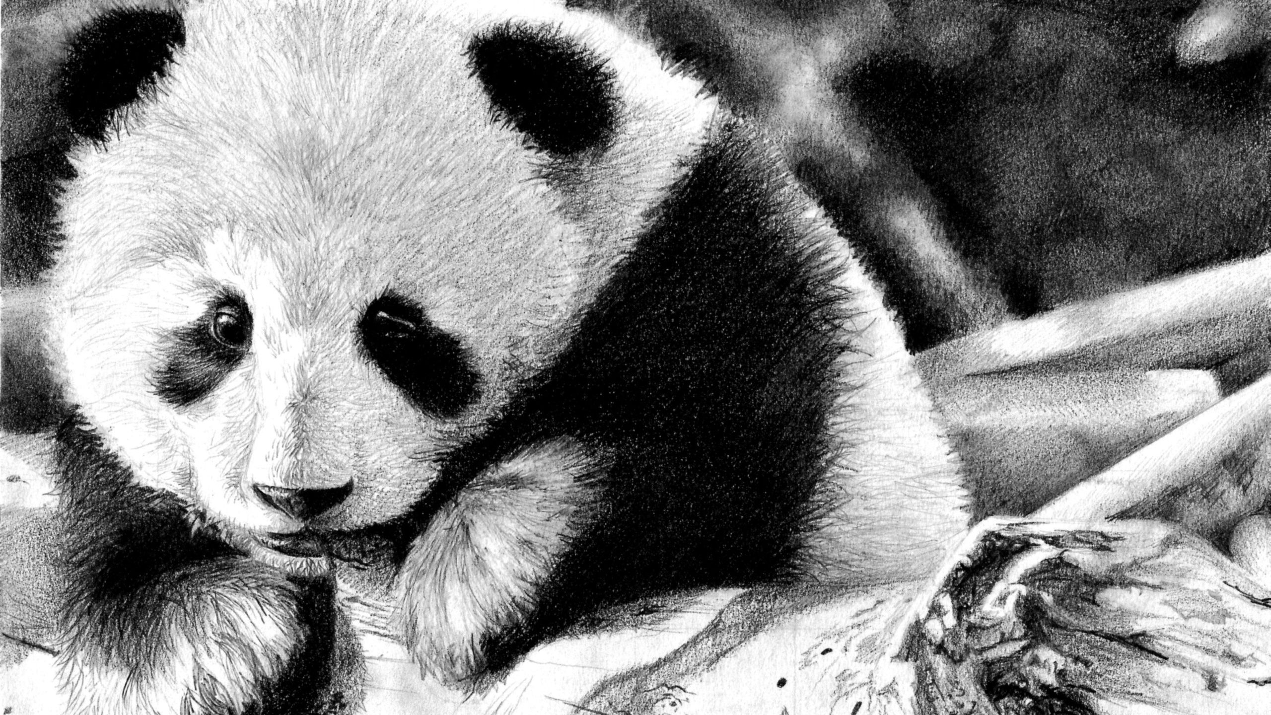 Download wallpaper 2560x1440 panda, color, face, black and white widescreen 16:9 HD background