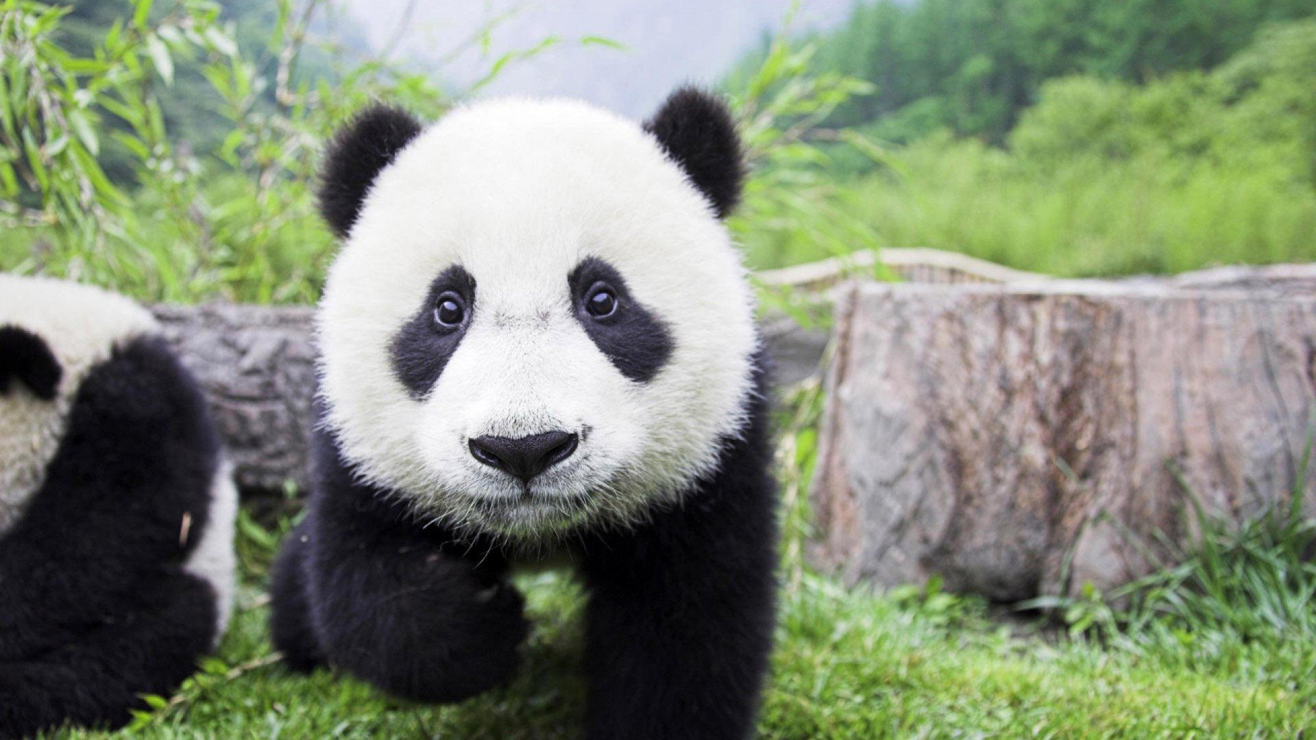Baby Panda Background