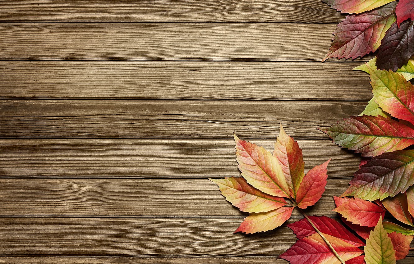 Wallpapers wood, autumn, pattern, leaves image for desktop, section текстуры