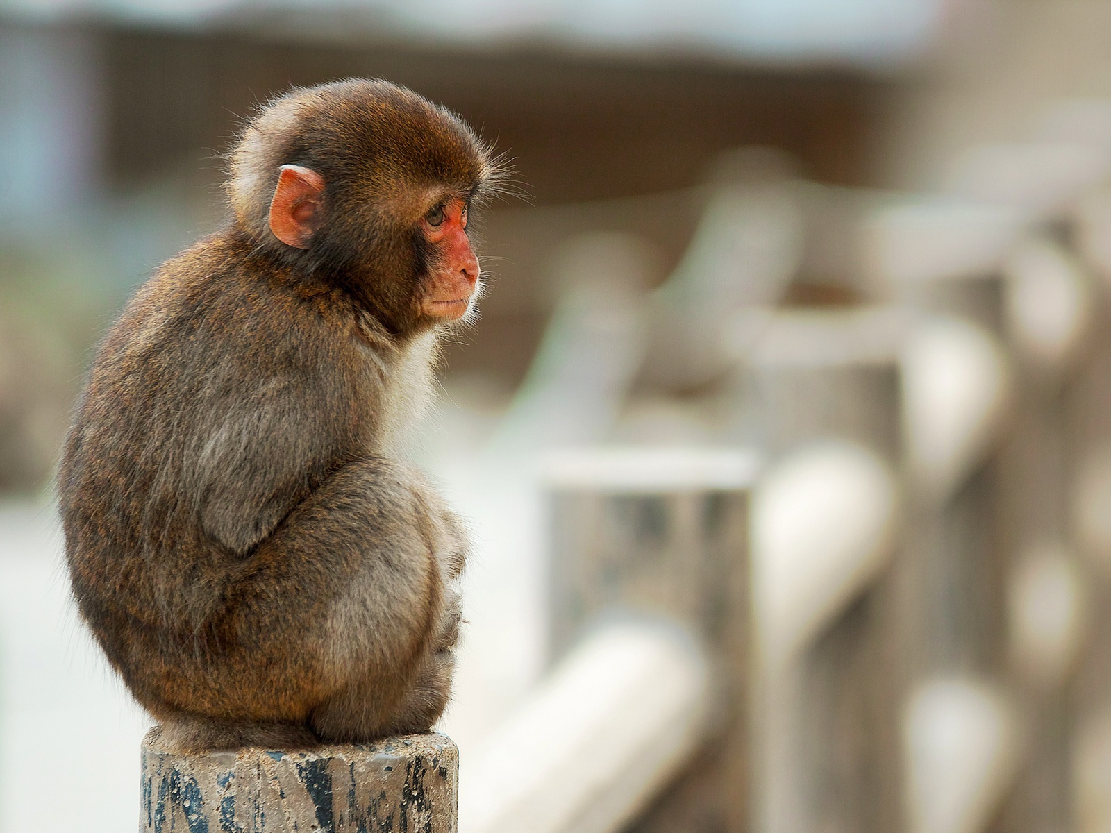 Wallpaper Macaque monkey sitting on stone fence 2560x1600 HD Picture, Image
