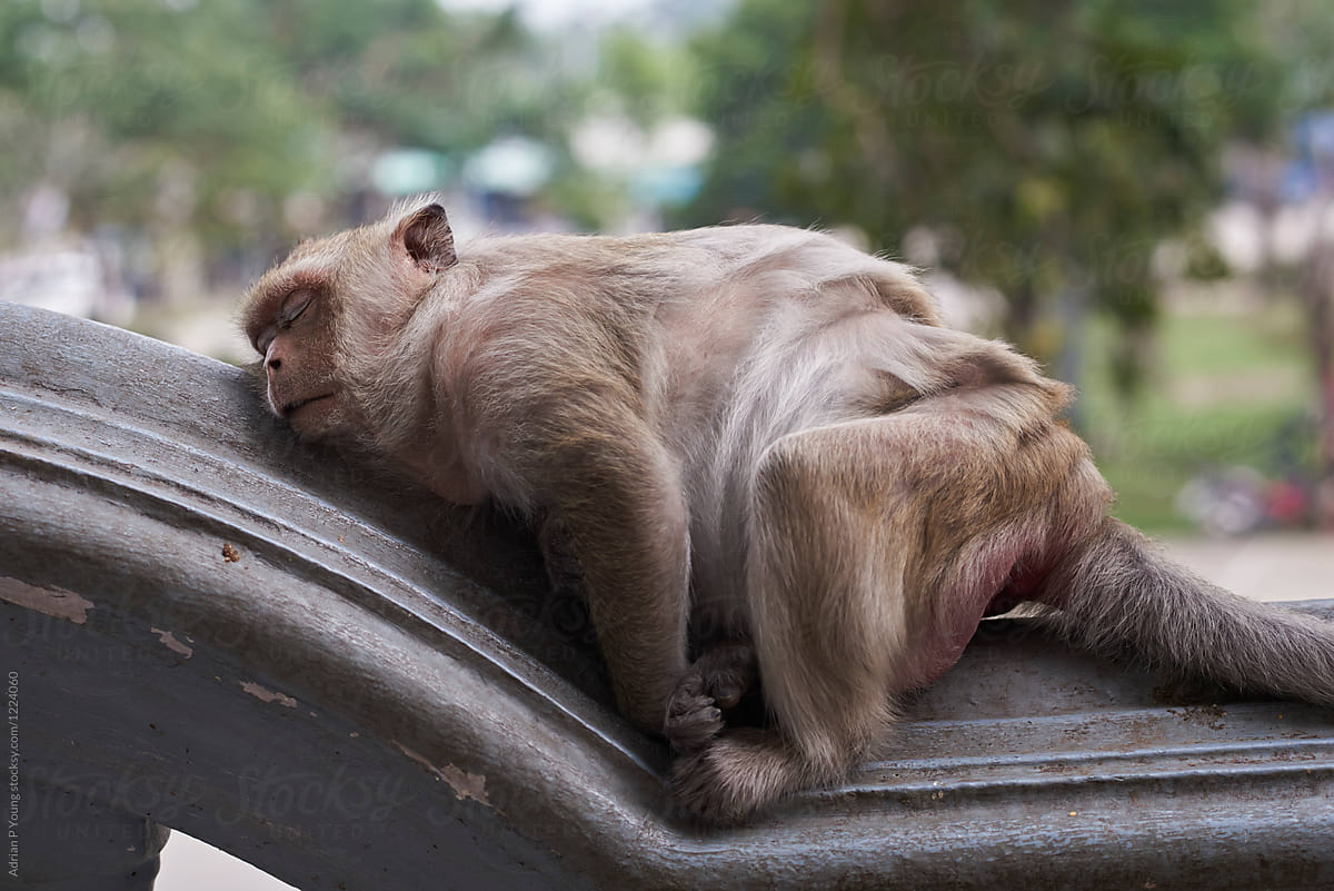 Fat Monkey Sleeping by Adrian P Young, Lazy
