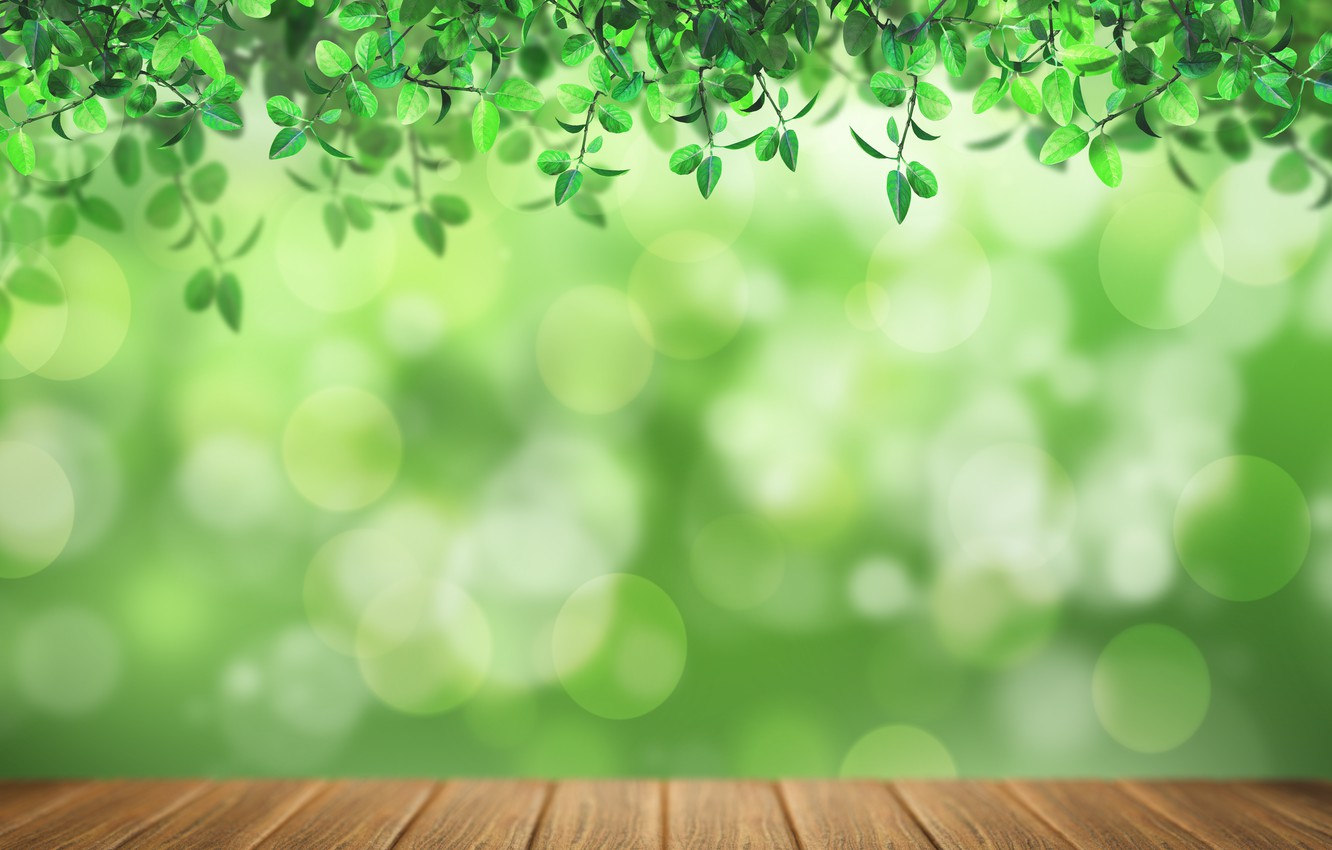 Wallpaper light, foliage, Board, green background, bokeh image for desktop, section разное