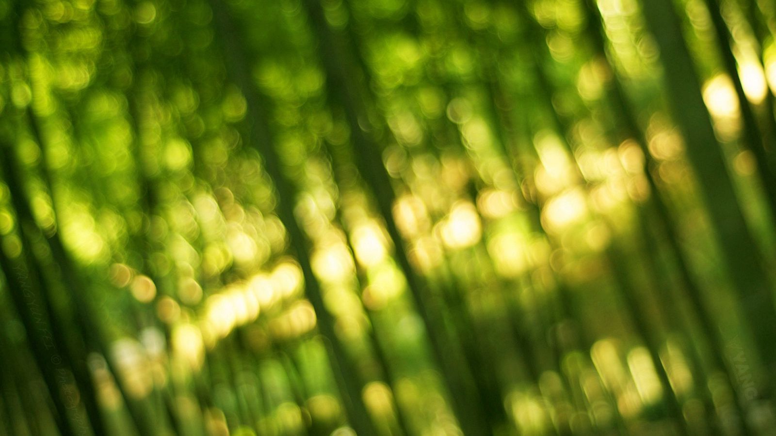 Download wallpaper 1600x900 bamboo, green, light, bokeh widescreen 16:9 HD background