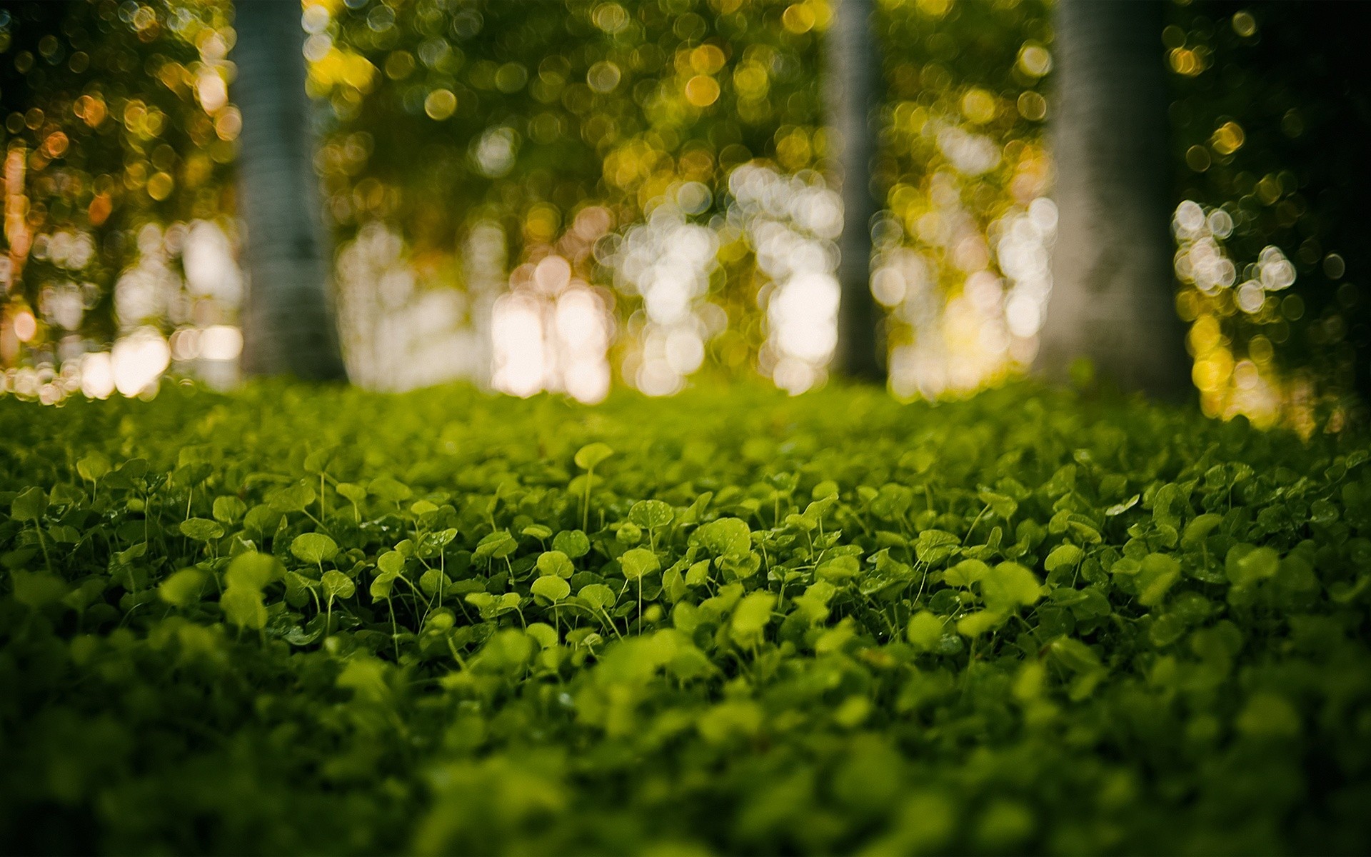 1920x1200 background, blurred, bokeh, grass, green, nature
