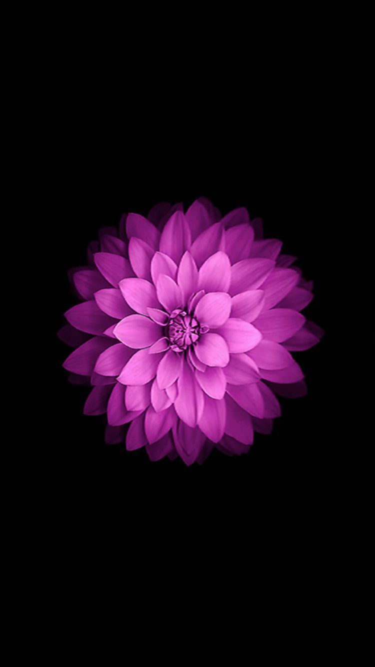 Flower Apple iPhone Wallpaper