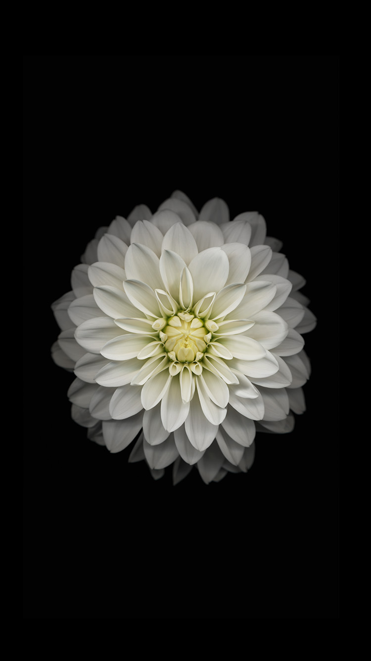 iPhone 6 Flower Wallpapers - Wallpaper Cave
