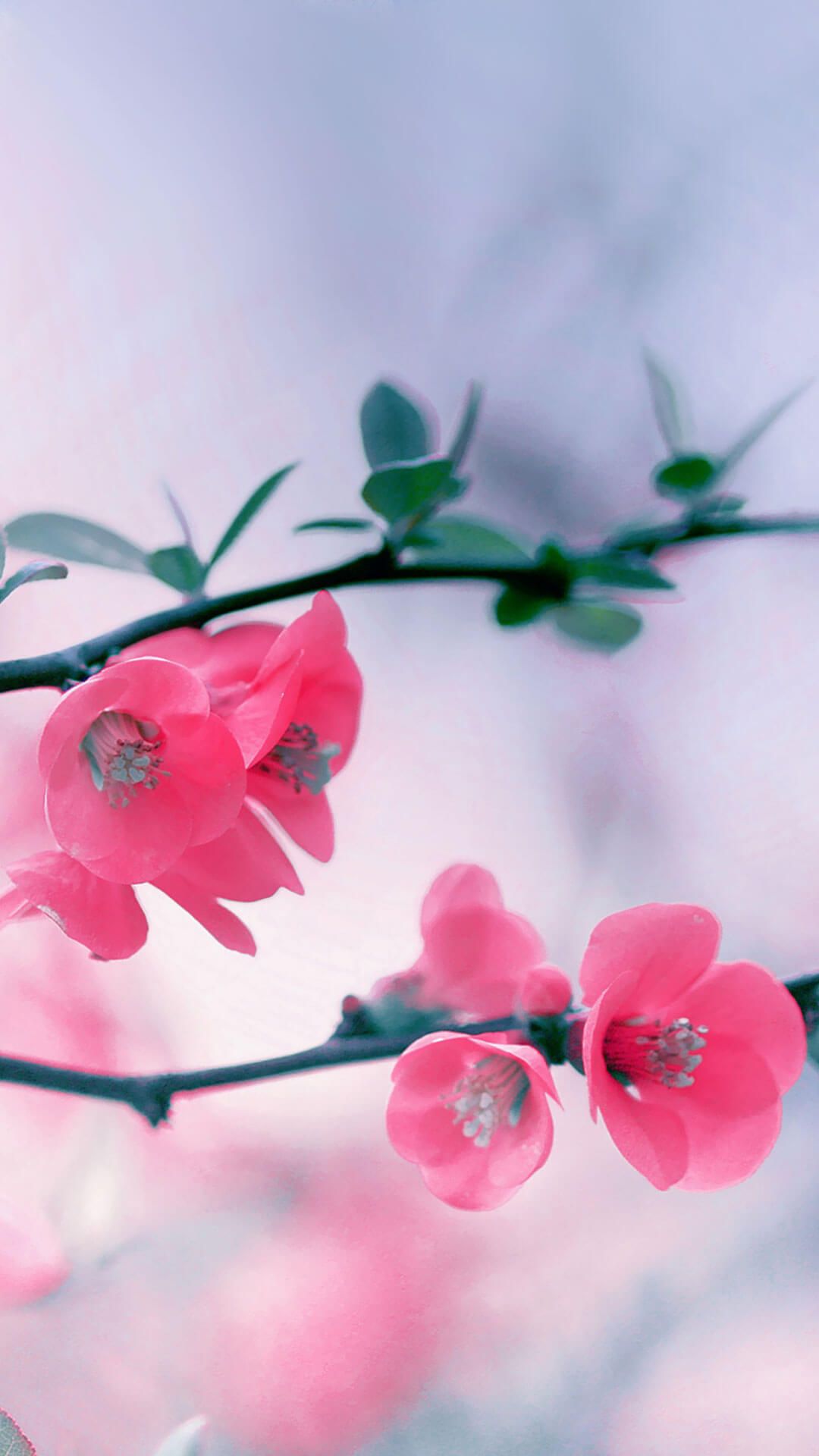 Cherry Blossom Flowers iPhone 6 Wallpaper. Spring wallpaper, Flower wallpaper, iPhone wallpaper photo