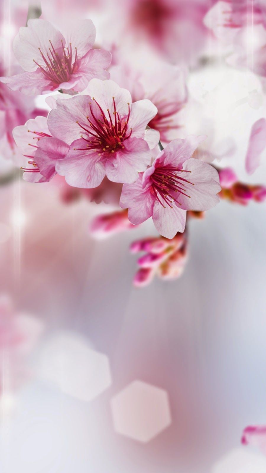 Flower Background IPhone