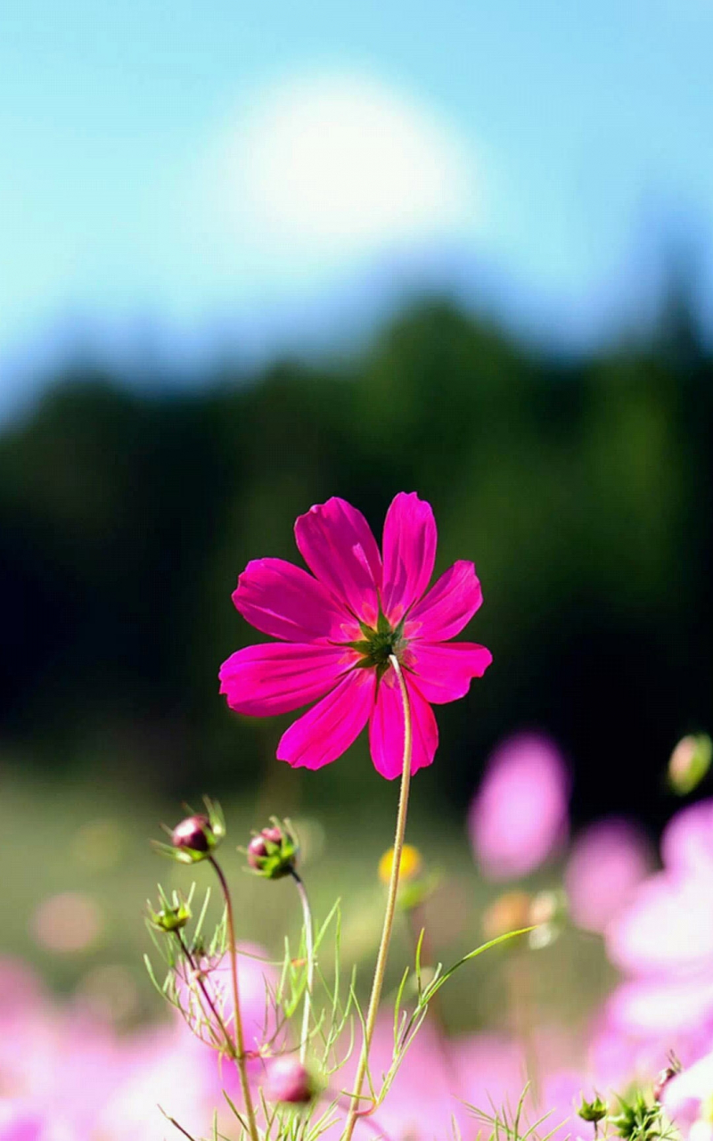 Free download iPhone 6 Plus Wallpaper Flowers 01 iPhone 6 Wallpaper [1080x1920] for your Desktop, Mobile & Tablet. Explore iPhone 6 Plus Flower Wallpaper. iPhone 6s Plus Wallpaper, Best