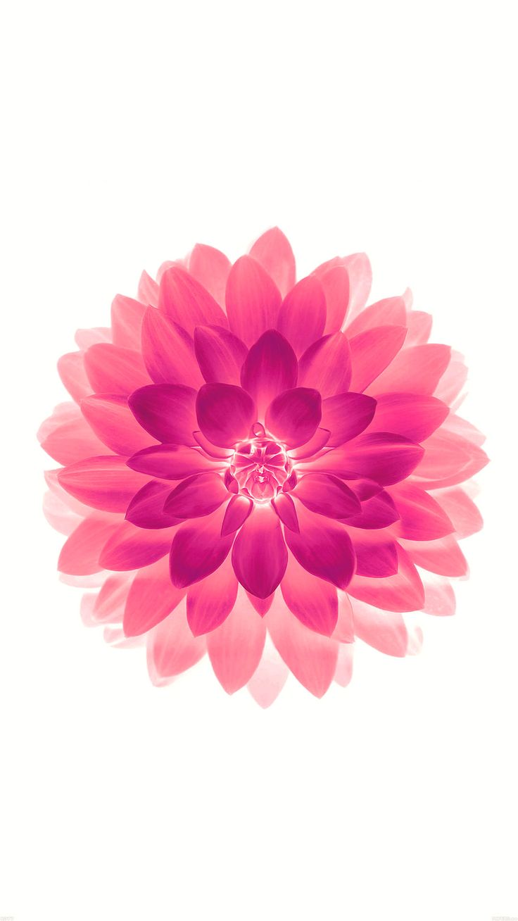 iPhone 6 Flower Wallpapers - Wallpaper Cave