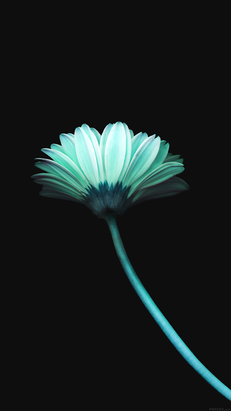 iPhone 6 Wallpaper flower dark blue simple minimal nature