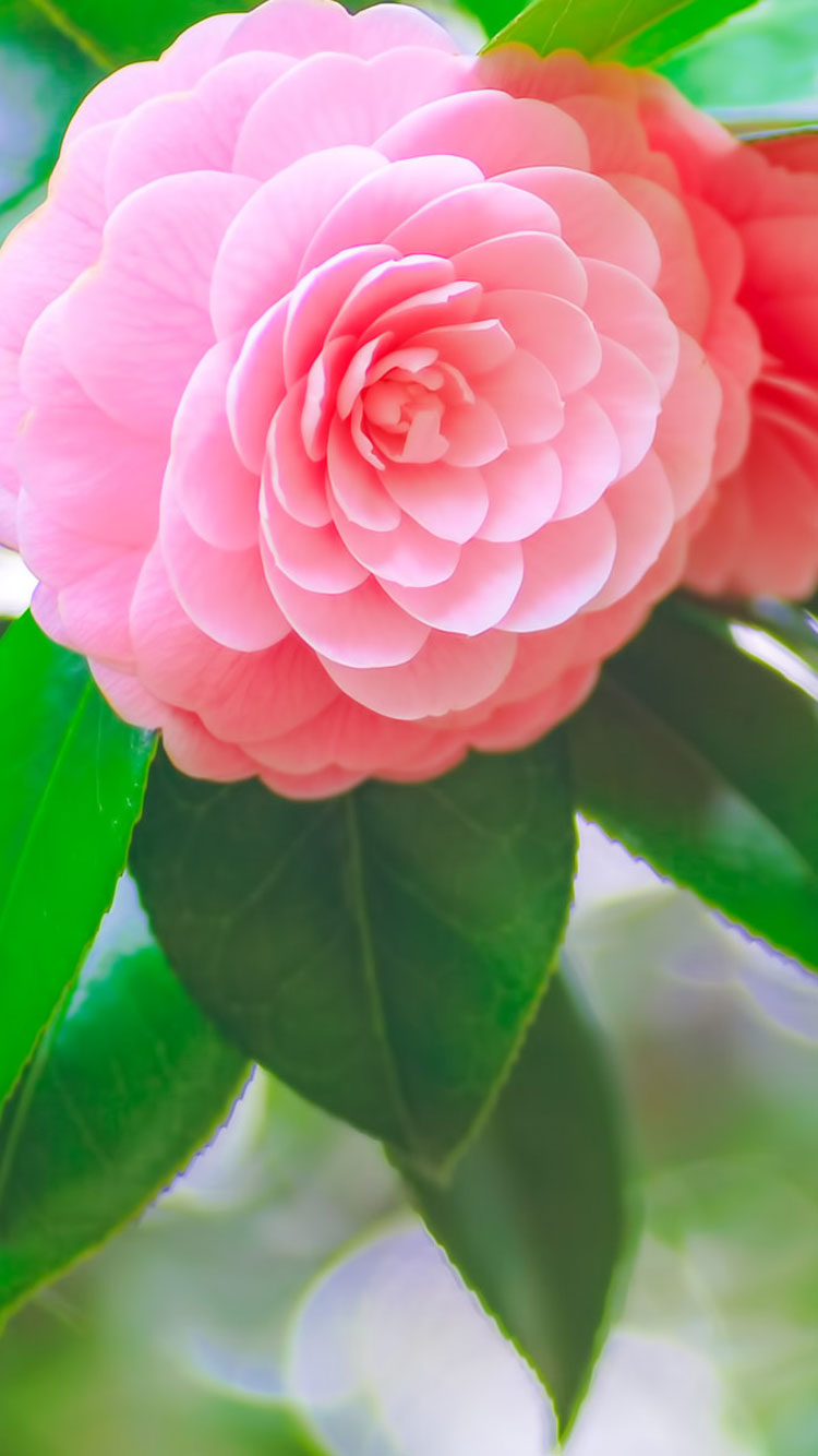 iPhone 6 Flower Wallpapers Wallpaper Cave