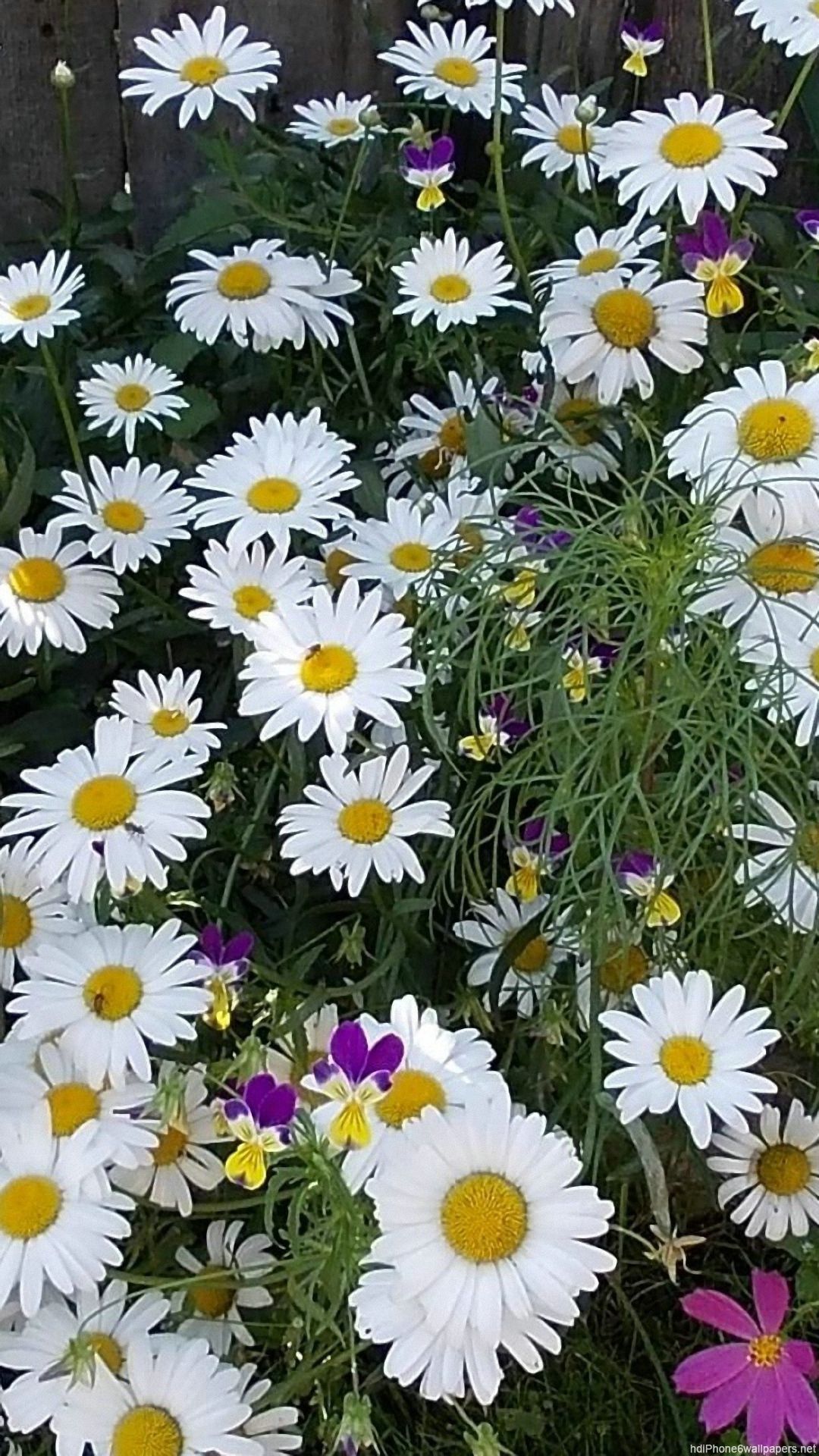 iPhone Flower Background