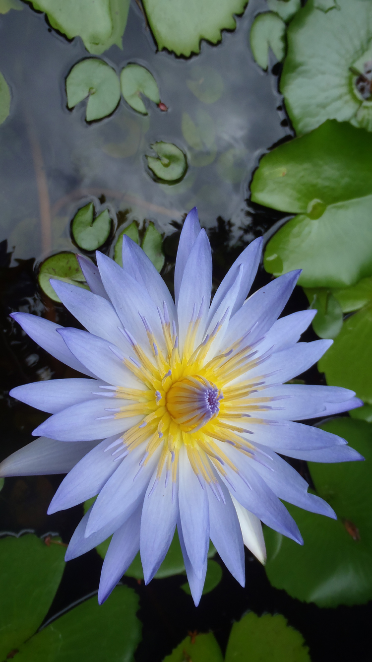 iPhone 6 Wallpaper With Nature Lotus Flower Photo HD iPhone 6 HD HD Wallpaper