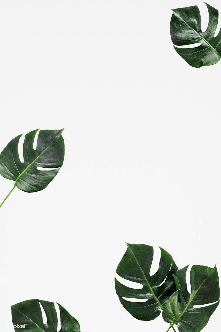 ipad wallpaper minimalist. White background wallpaper, Leaves wallpaper iphone, Leaf background