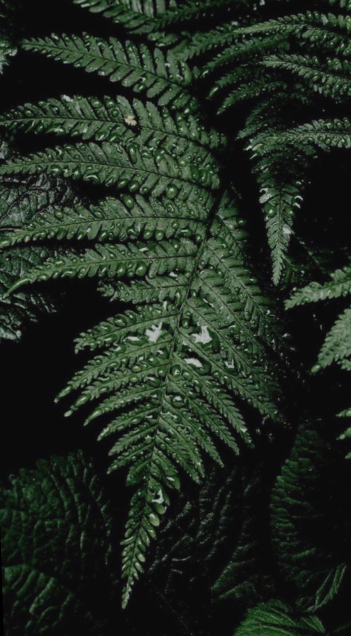 Wallpaper iPad Nature Forests #Photo #sky #wallpaper. Dark green aesthetic, Green wallpaper, Plant wallpaper