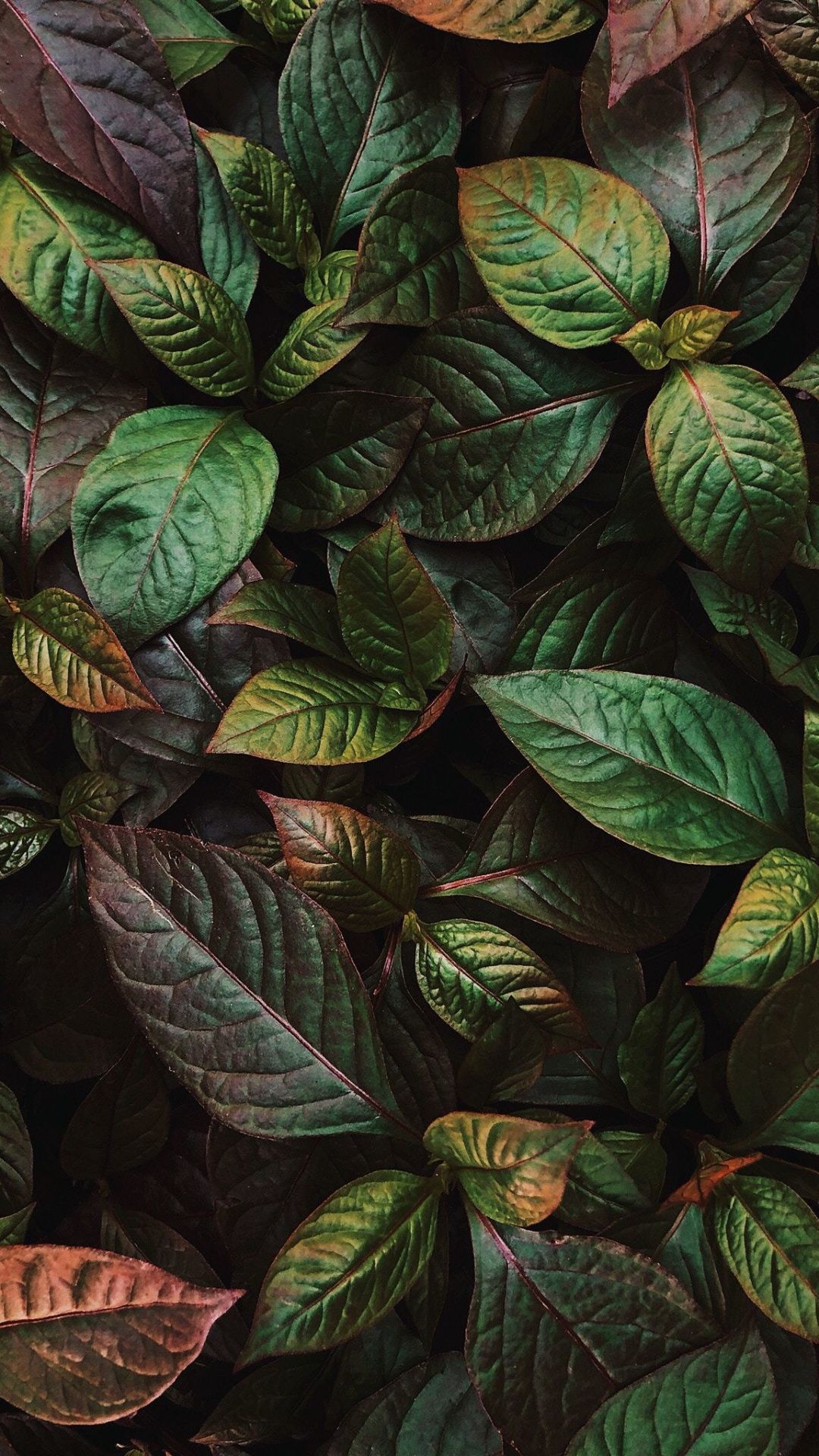 Green leaves, plants, fresh, flora, 1080x1920 wallpaper. Nature wallpaper, Plants, Beautiful wallpaper