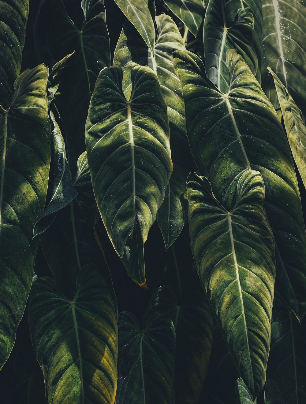 Tropical Wallpaper: Free HD Download [HQ]