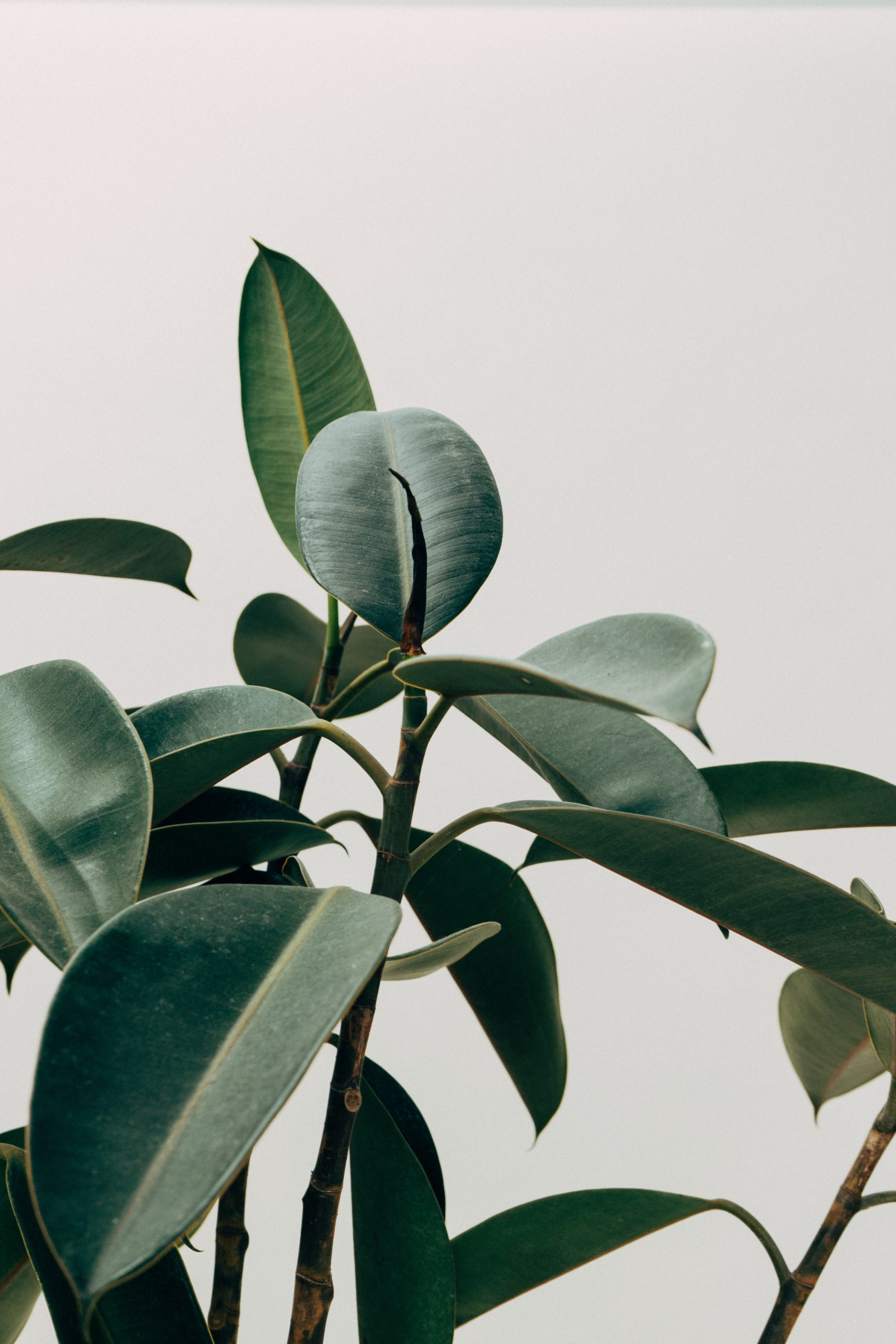 Green leafed plant • Wallpaper For You HD Wallpaper For Desktop & Mobile